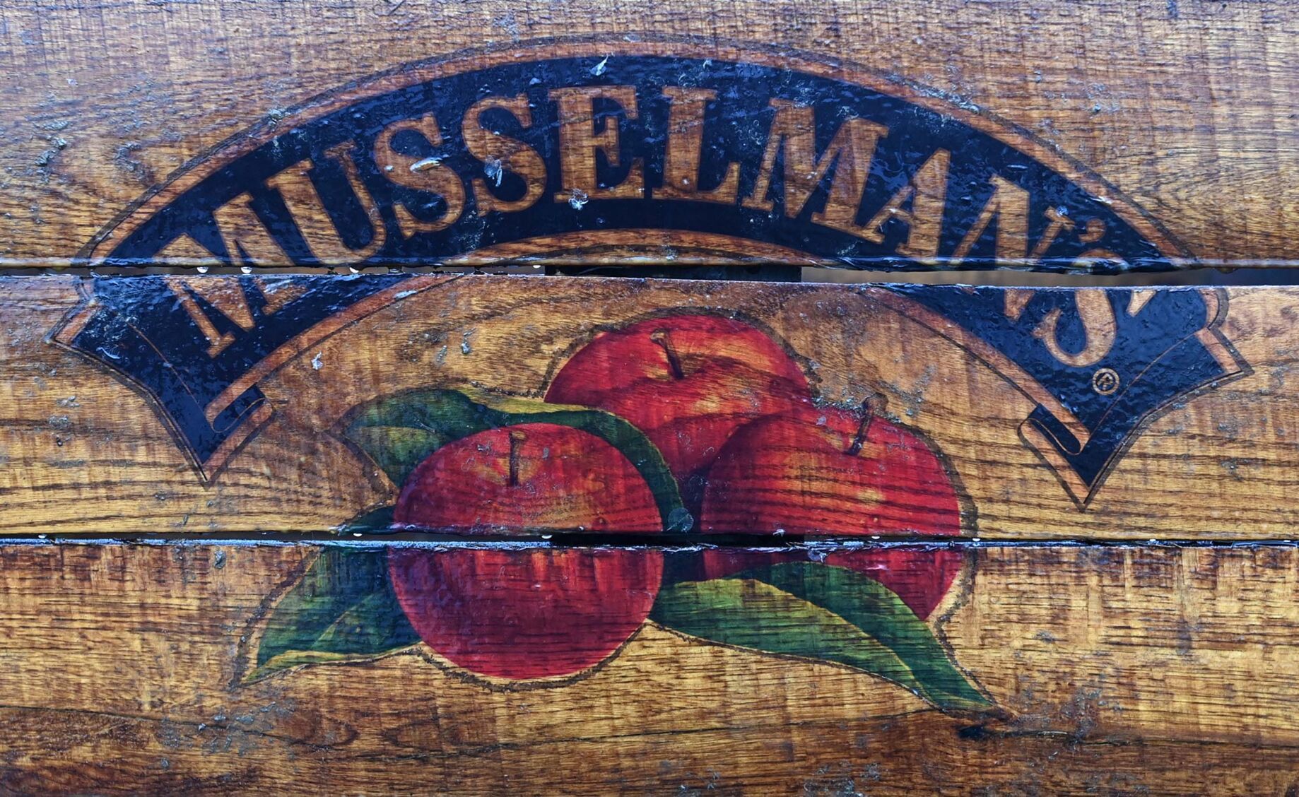 Apple Harvest 1.JPG
